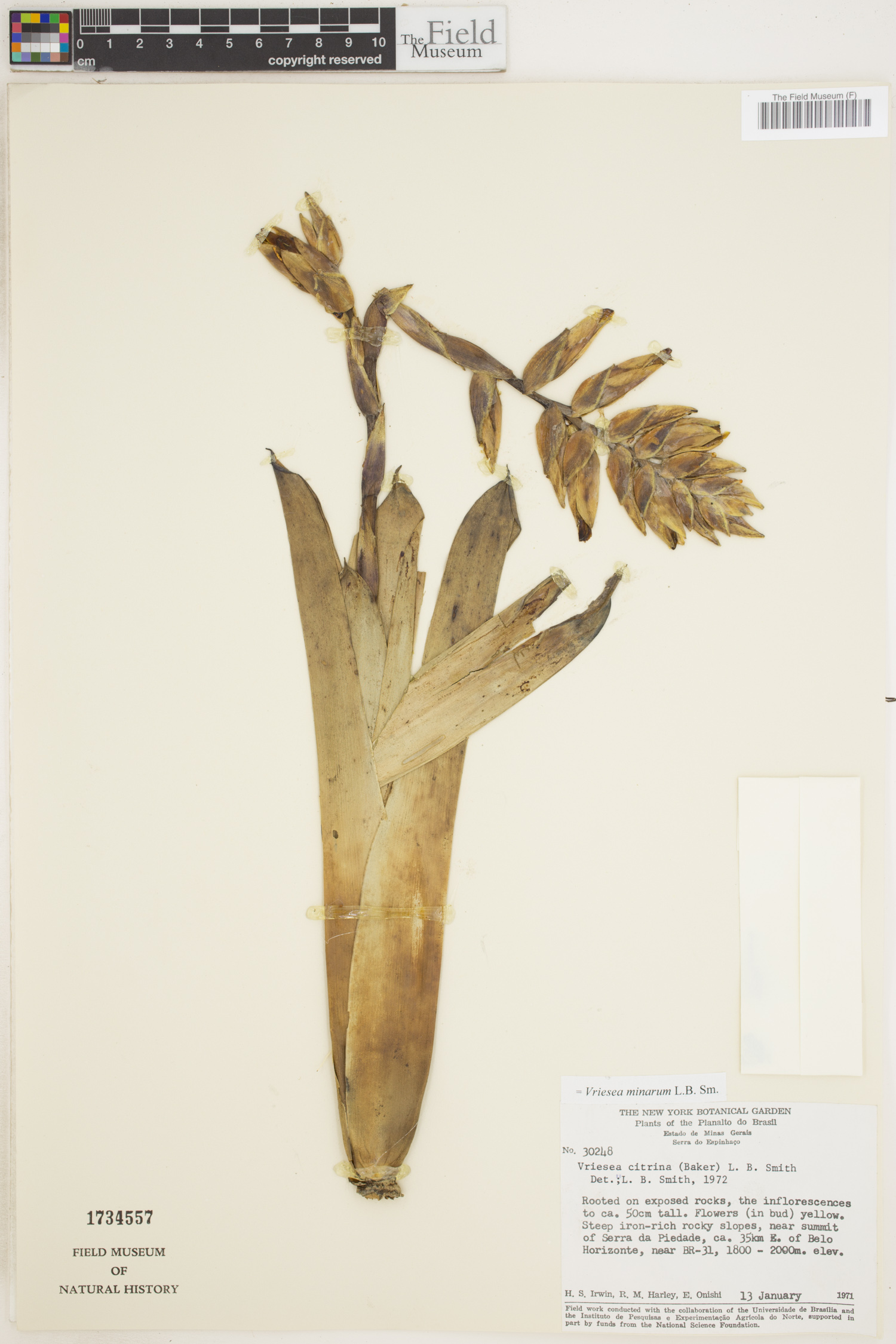Vriesea minarum thumbnail