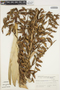 Vriesea philippocoburgii image