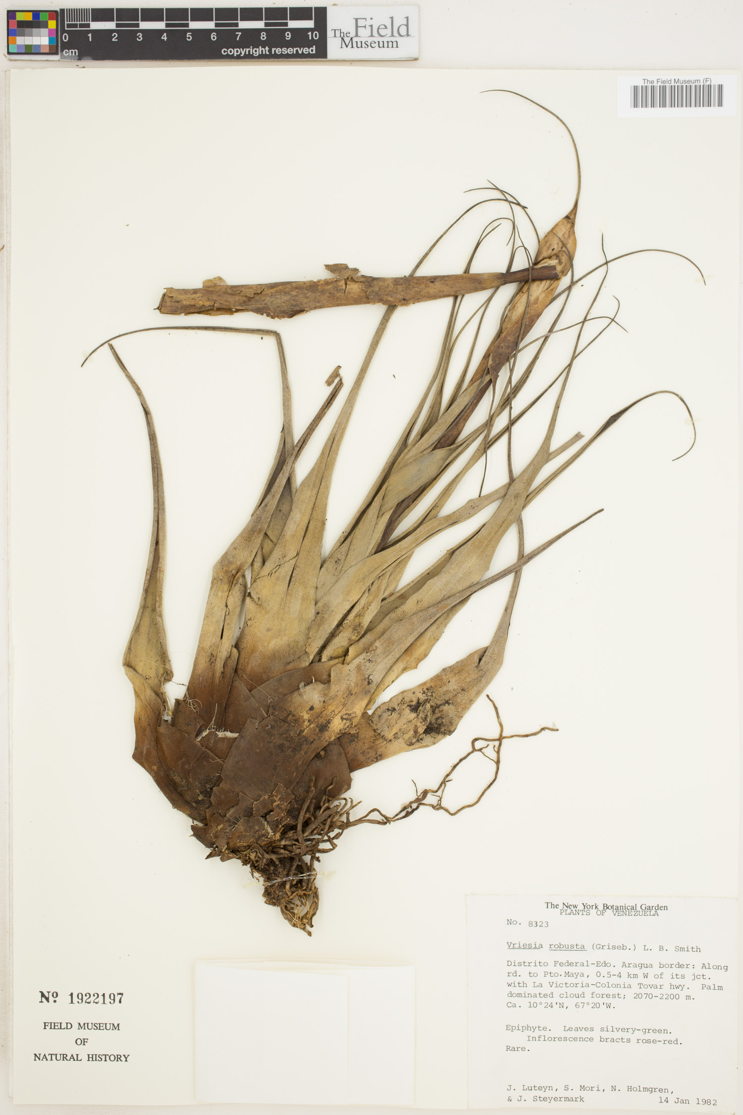Vriesea robusta image