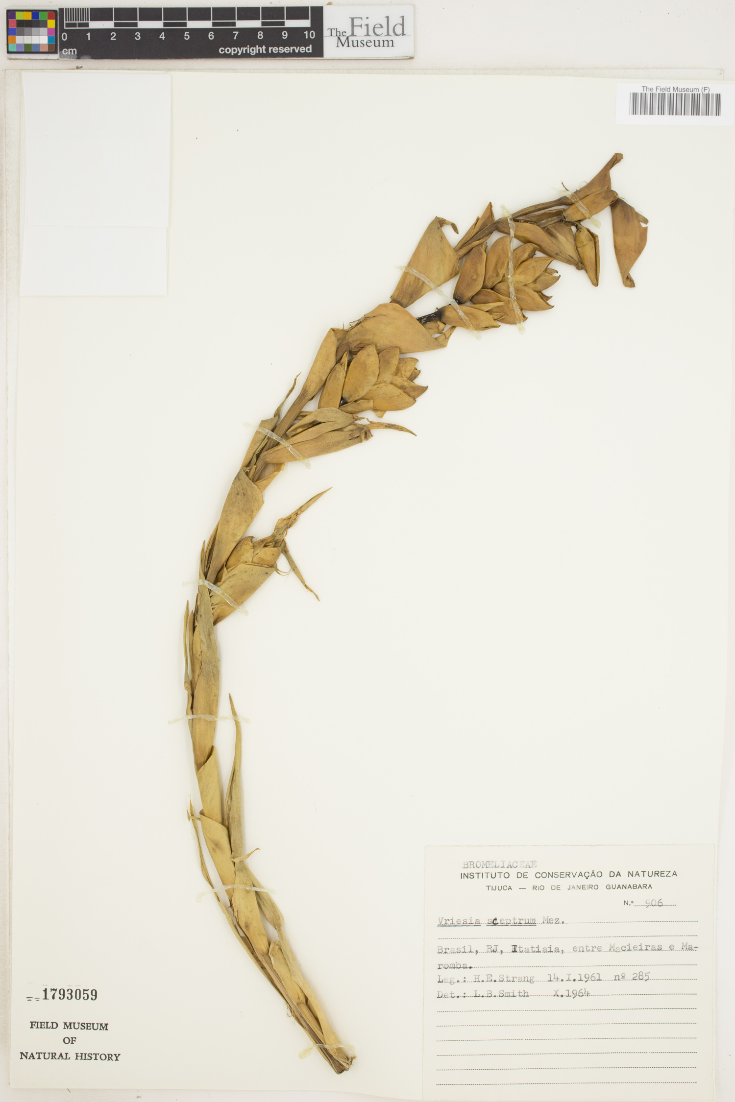 Vriesea sceptrum image