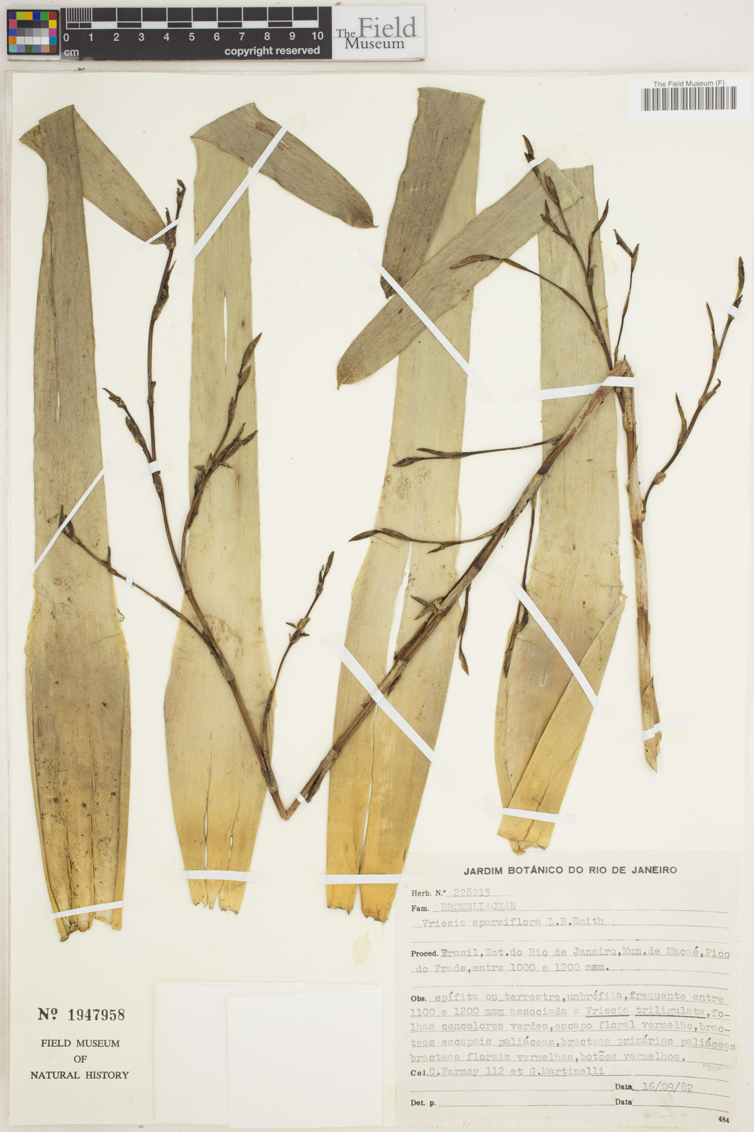 Vriesea sparsiflora image