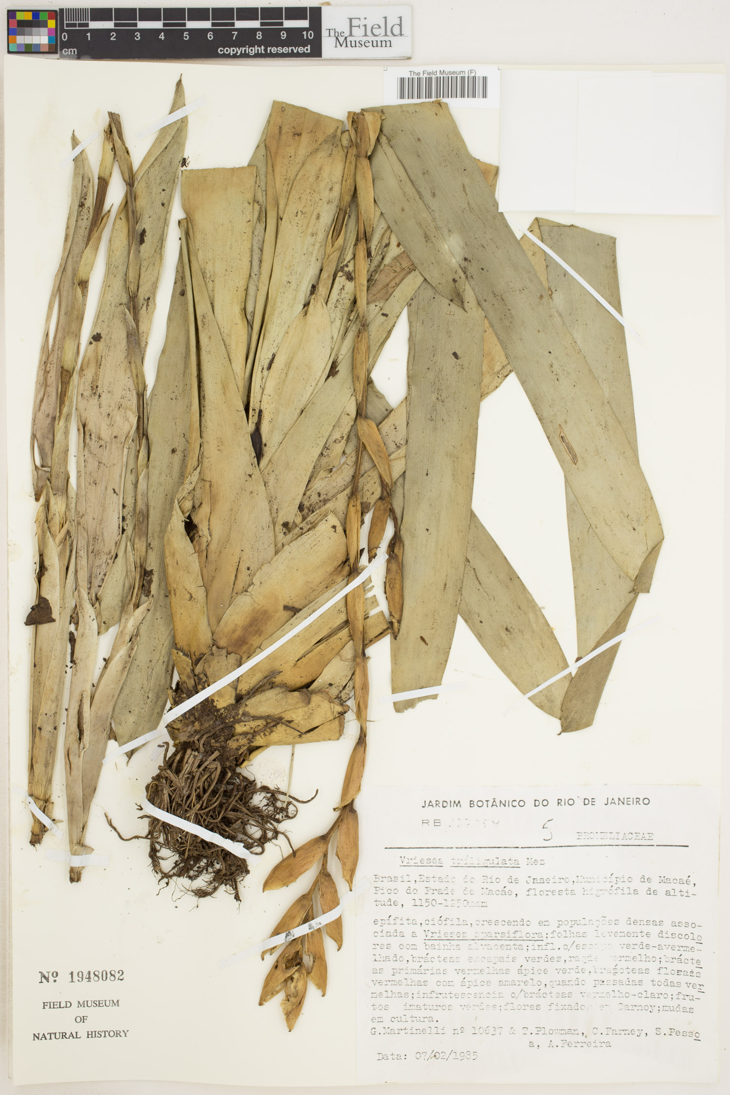 Vriesea triligulata image