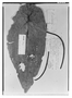 Piper nudibracteatum image