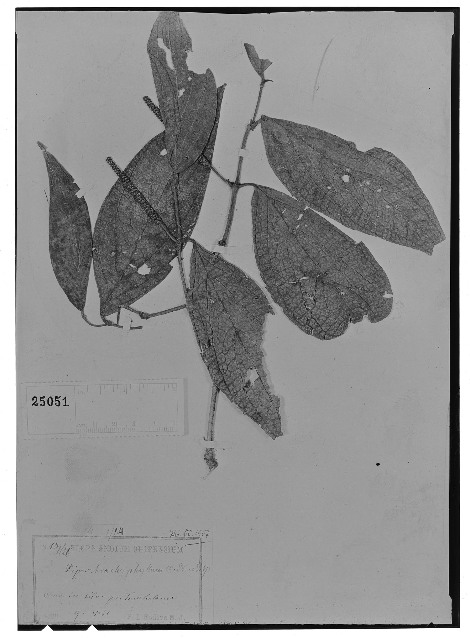 Piper trachyphyllum image