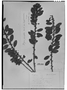 Morella parvifolia image