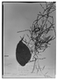 Dioscorea macrothyrsa image