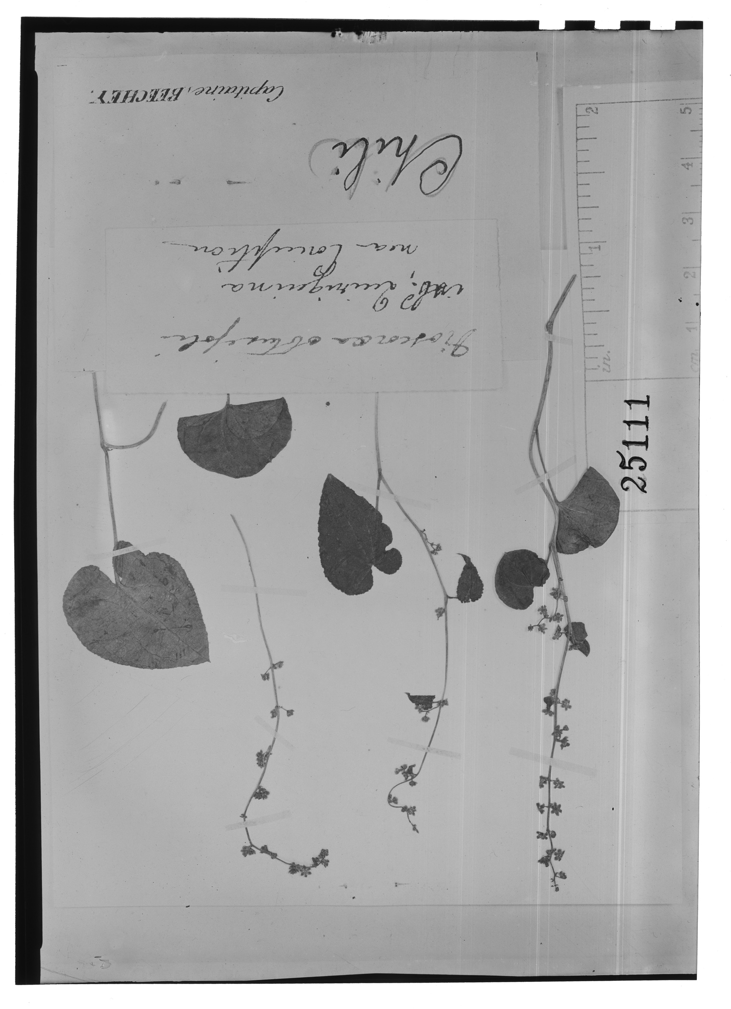Dioscorea obtusifolia image