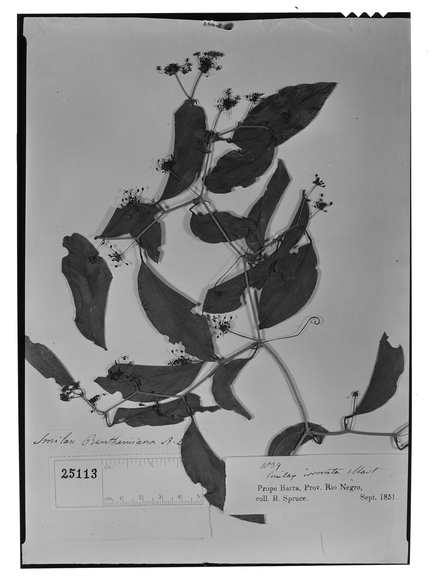 Smilax benthamiana image