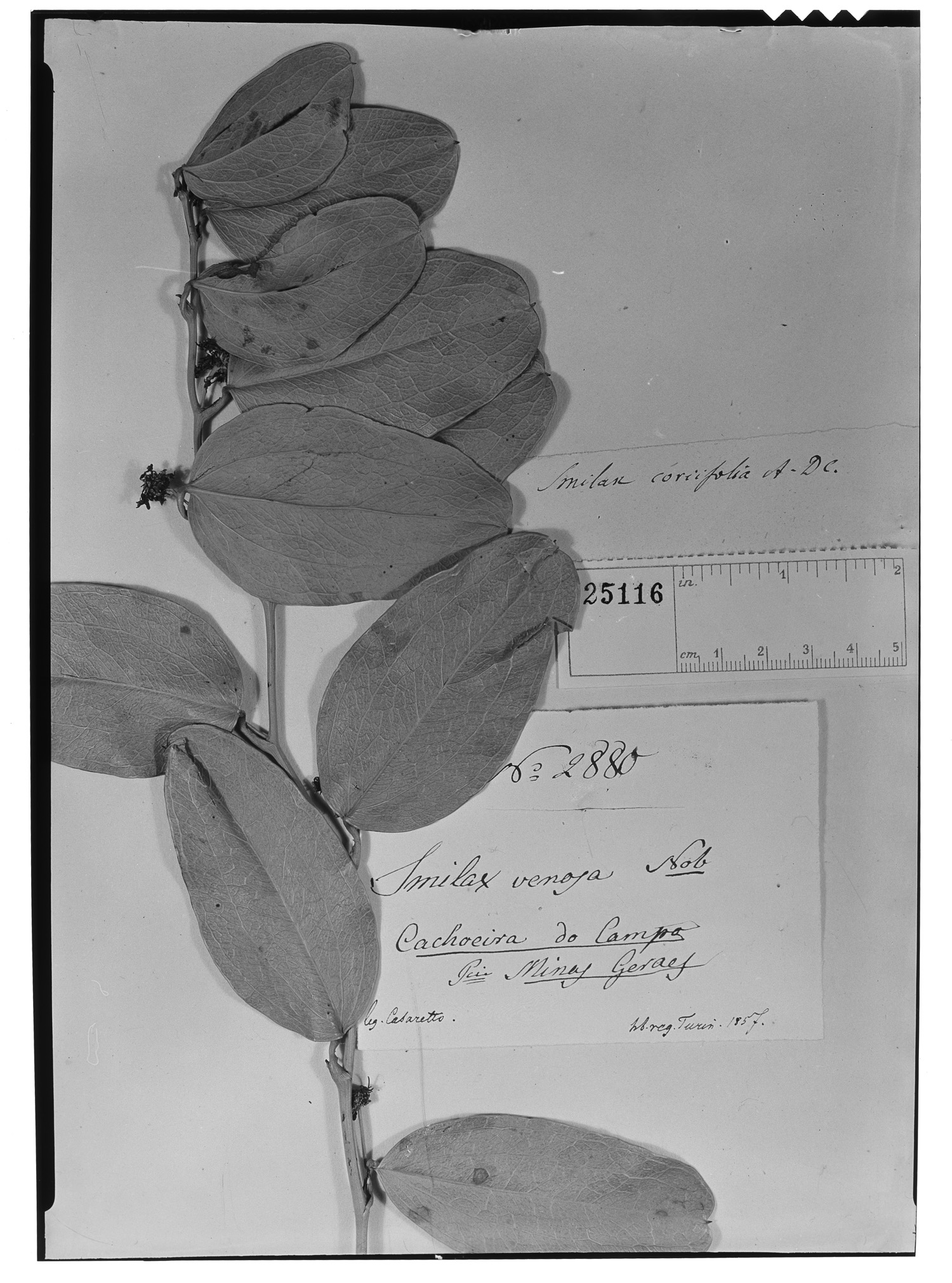 Smilax oblongifolia image