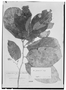 Mollia paraensis image