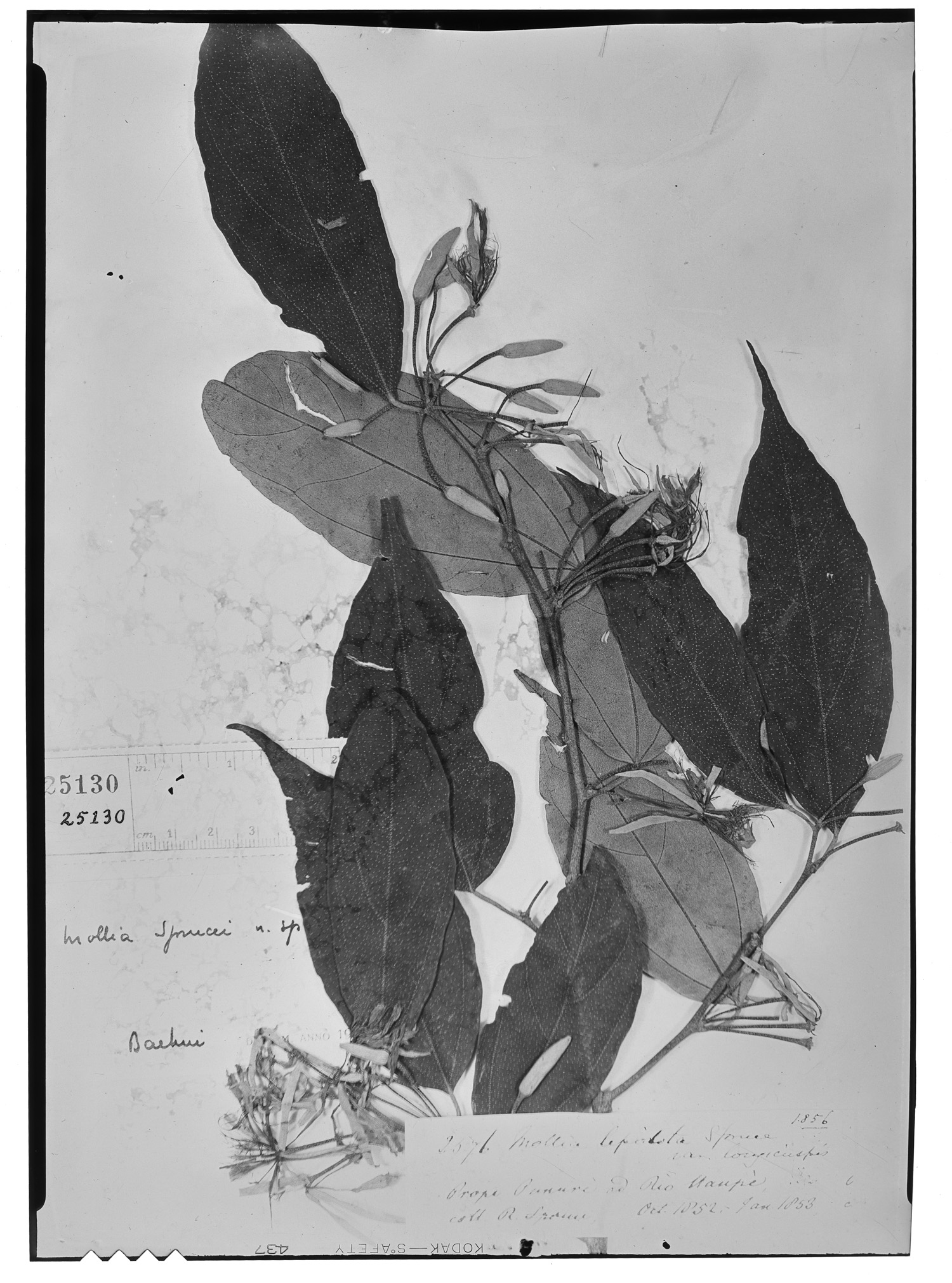 Mollia lepidota subsp. lepidota image