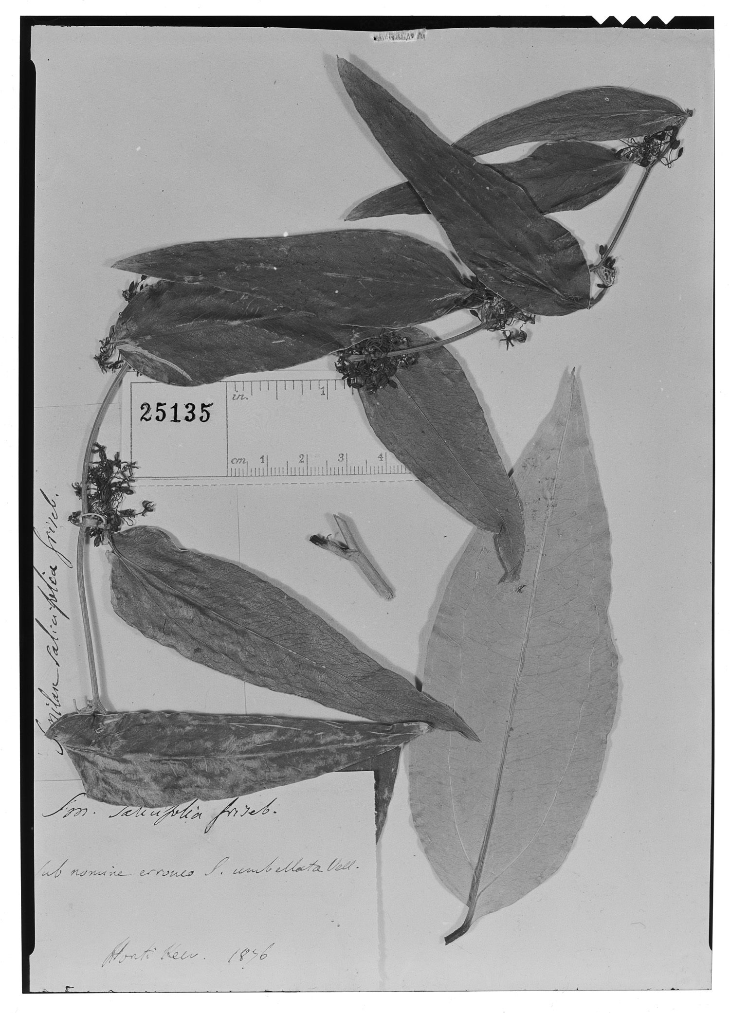 Smilax salicifolia image