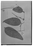 Smilax solanifolia image