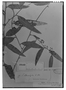 Smilax stenophylla image