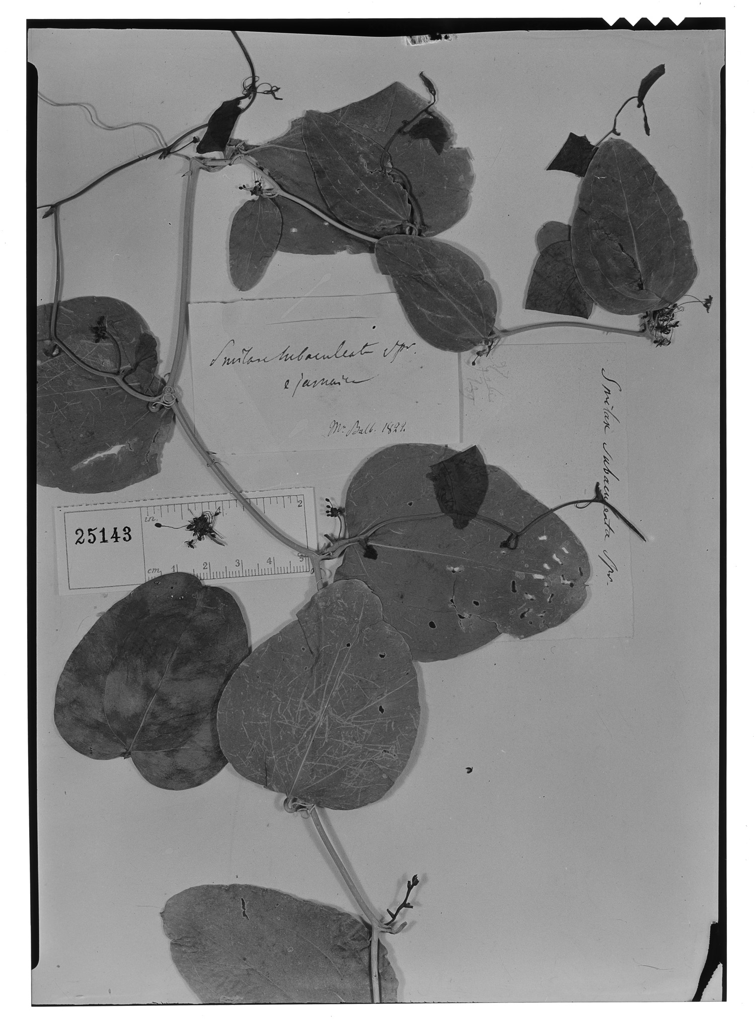 Smilax canellifolia image