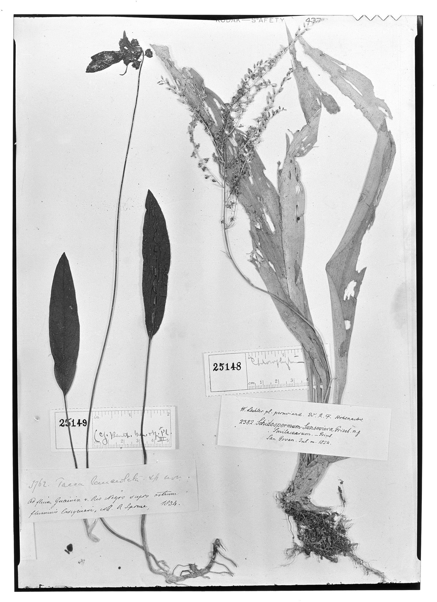 Chlorophytum schidospermum image