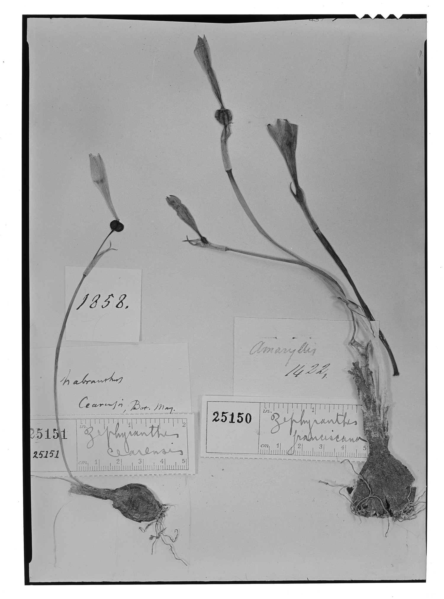 Zephyranthes cearensis image