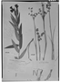 Juncus andersonii image