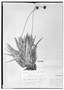 Paepalanthus ensifolius image