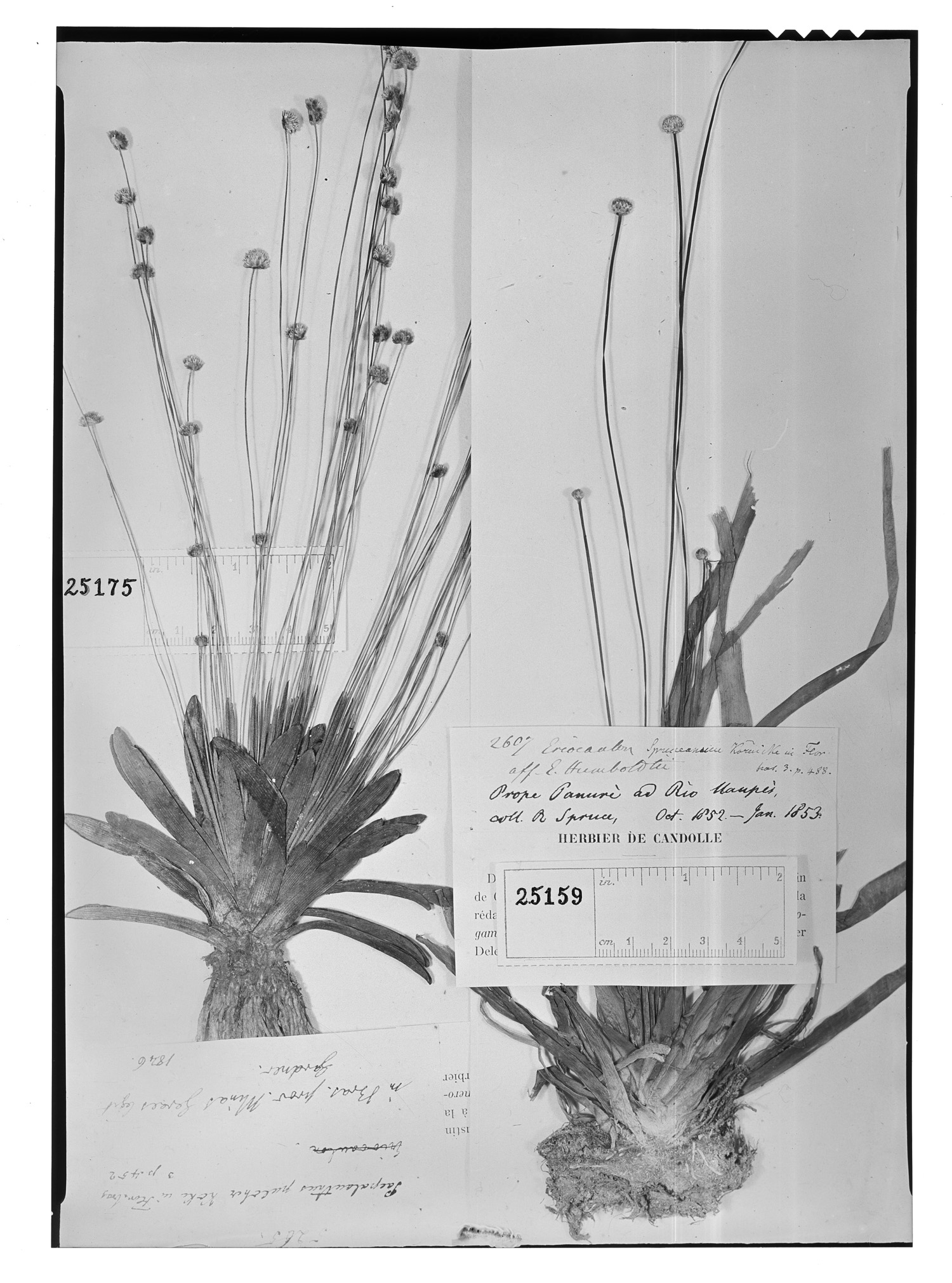 Syngonanthus pulcher image