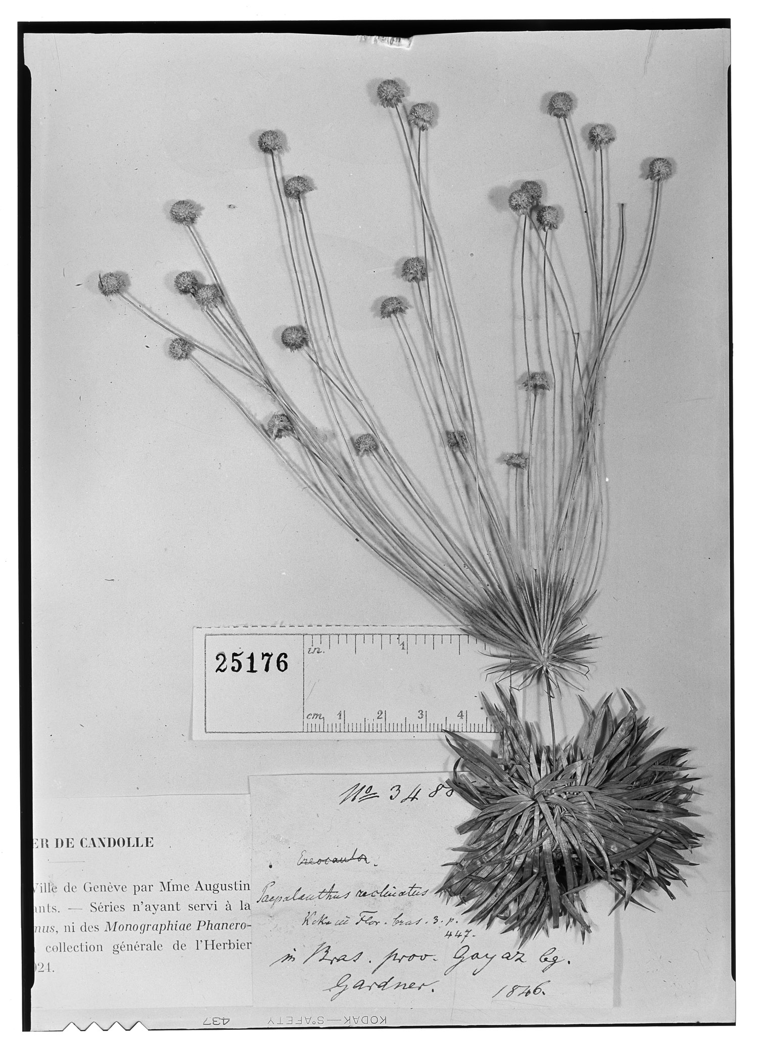 Syngonanthus reclinatus image