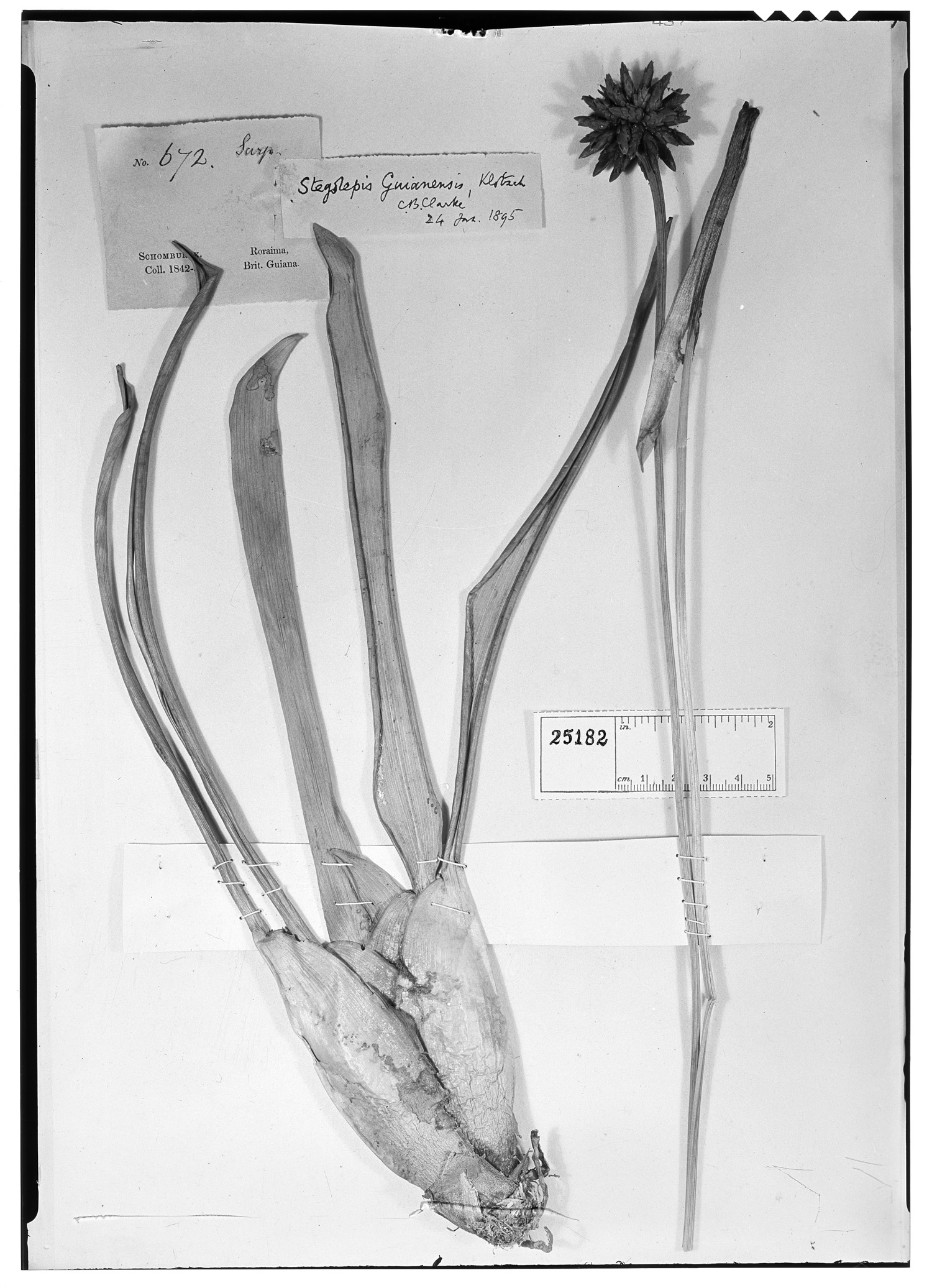 Stegolepis guianensis image