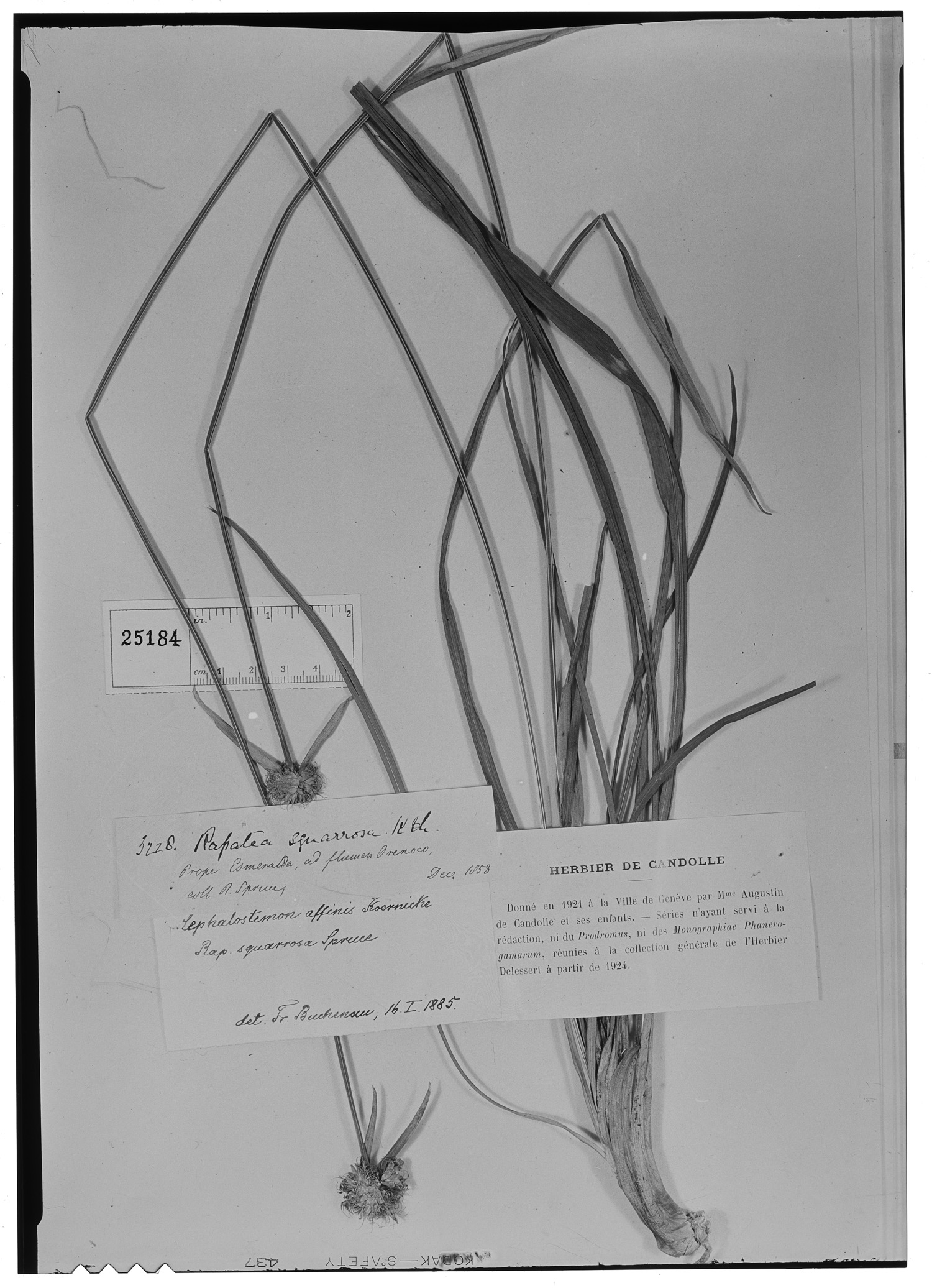 Cephalostemon affinis image