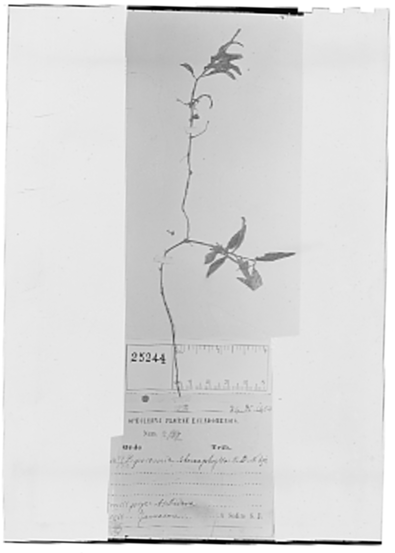 Peperomia stenophylla image