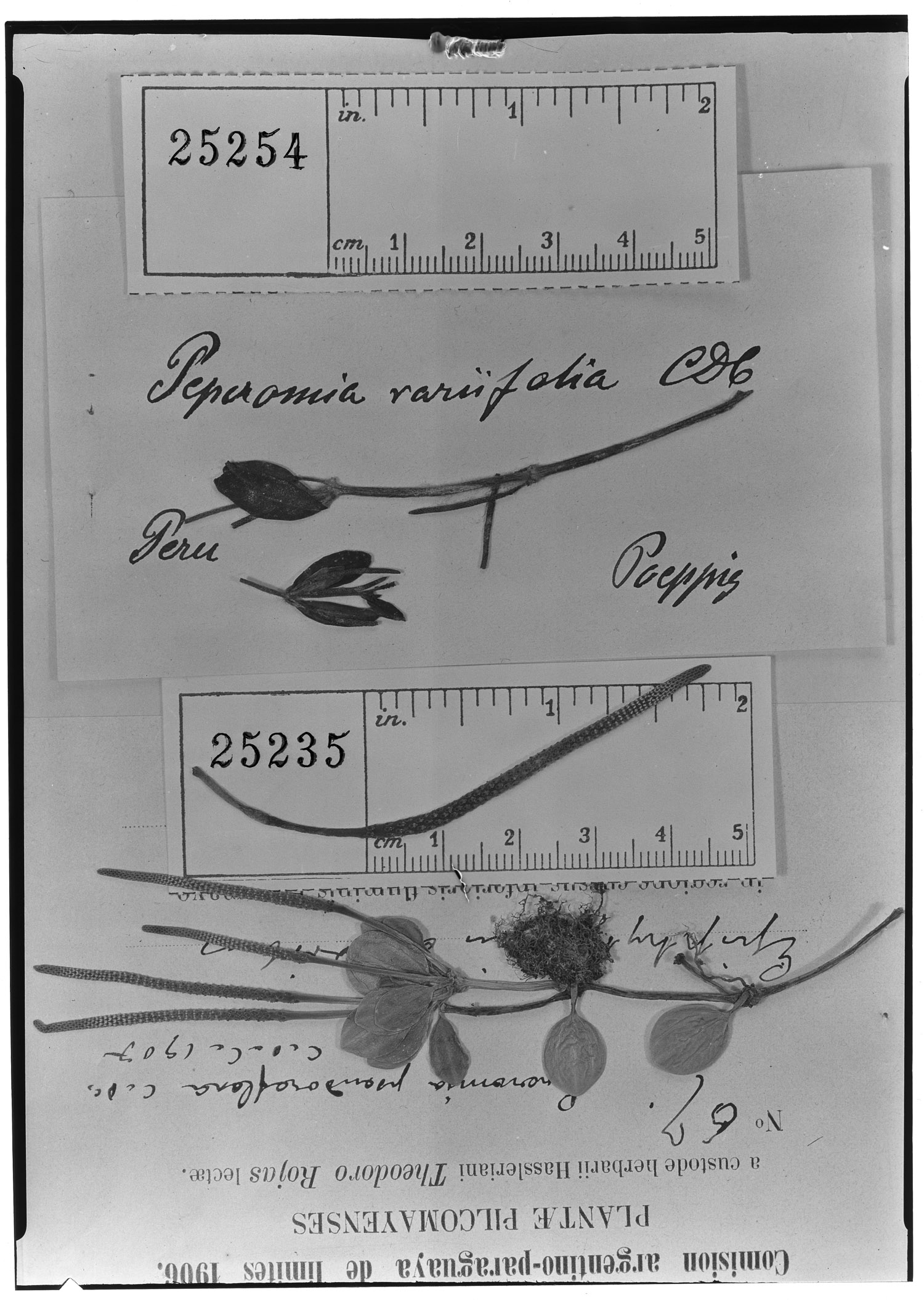 Peperomia variifolia image