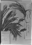 Tillandsia aeranthos image