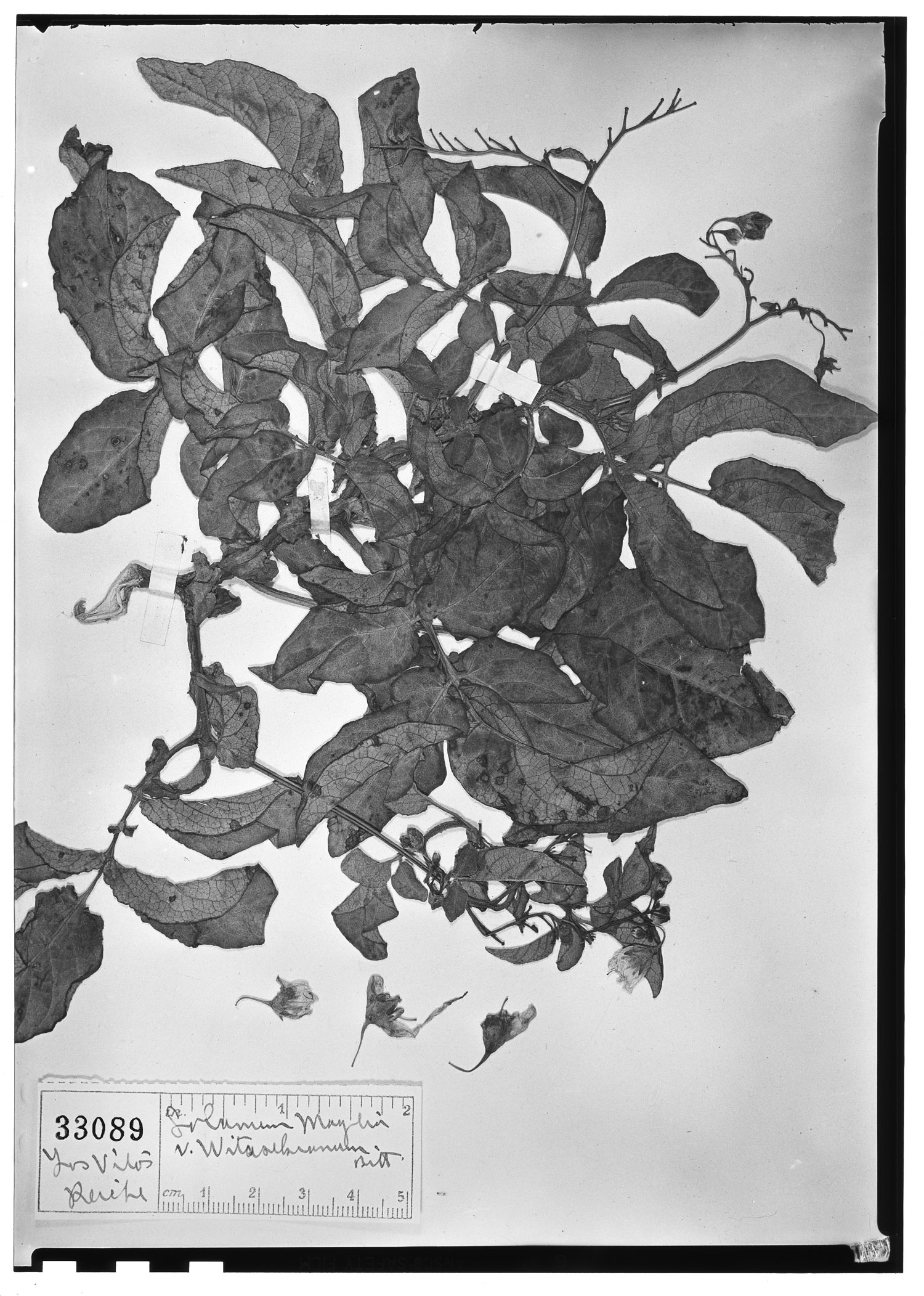 Solanum maglia var. witasekianum image