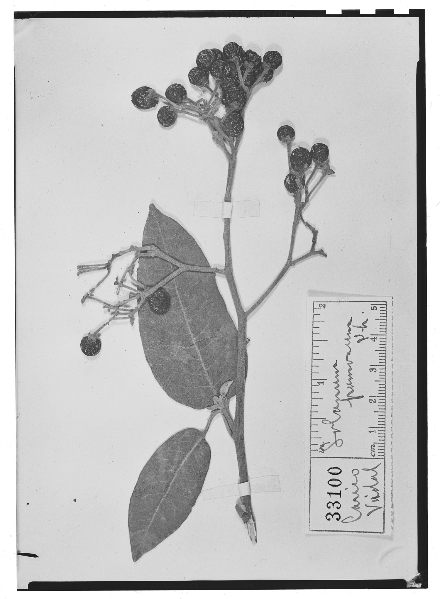 Solanum pannosum image