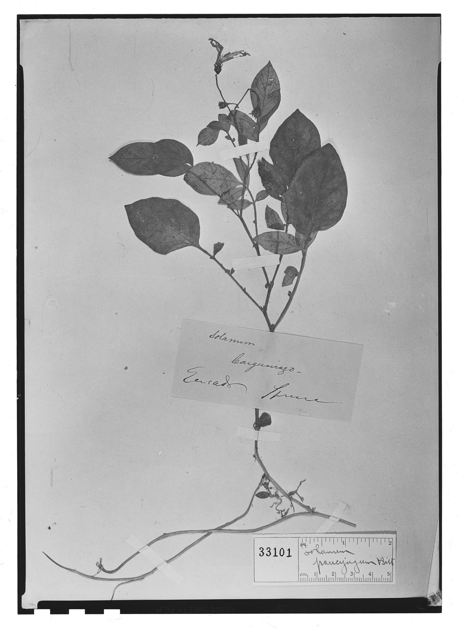 Solanum paucijugum image