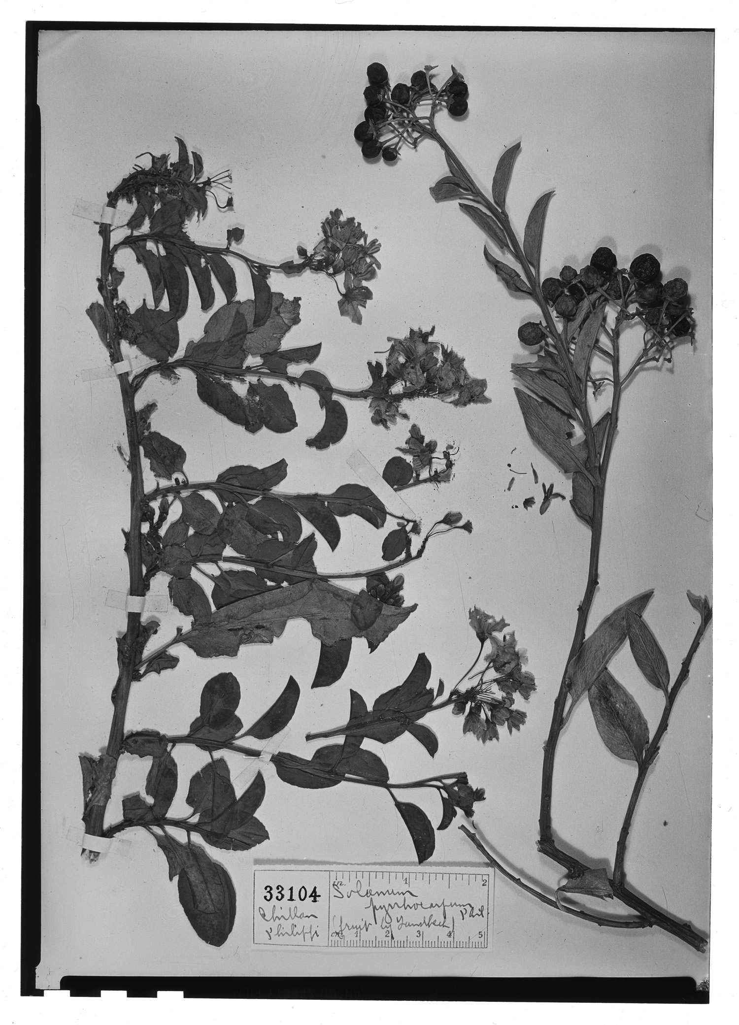 Solanum pyrrhocarpum image