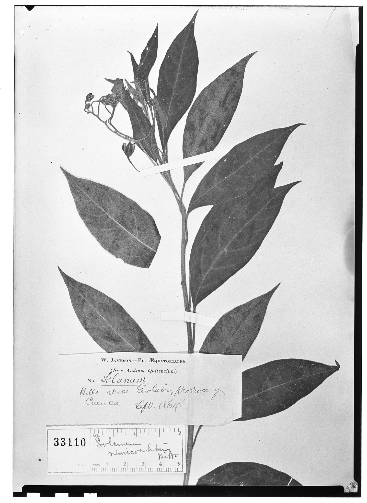 Solanum semicoalitum image