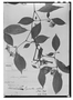 Lycianthes stellata image