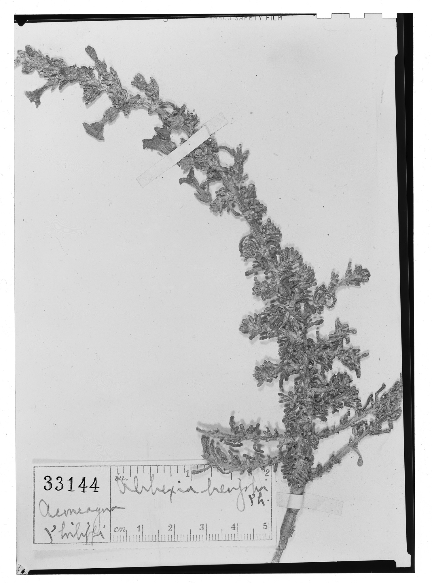 Alibrexia brevifolia image