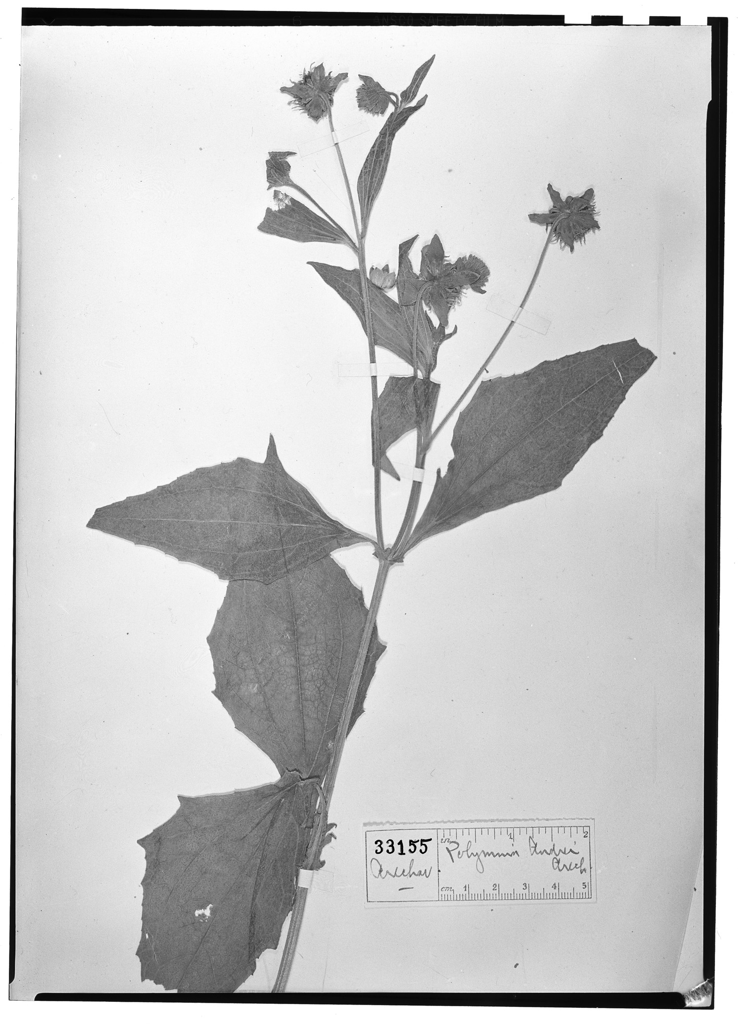 Smallanthus connatus image