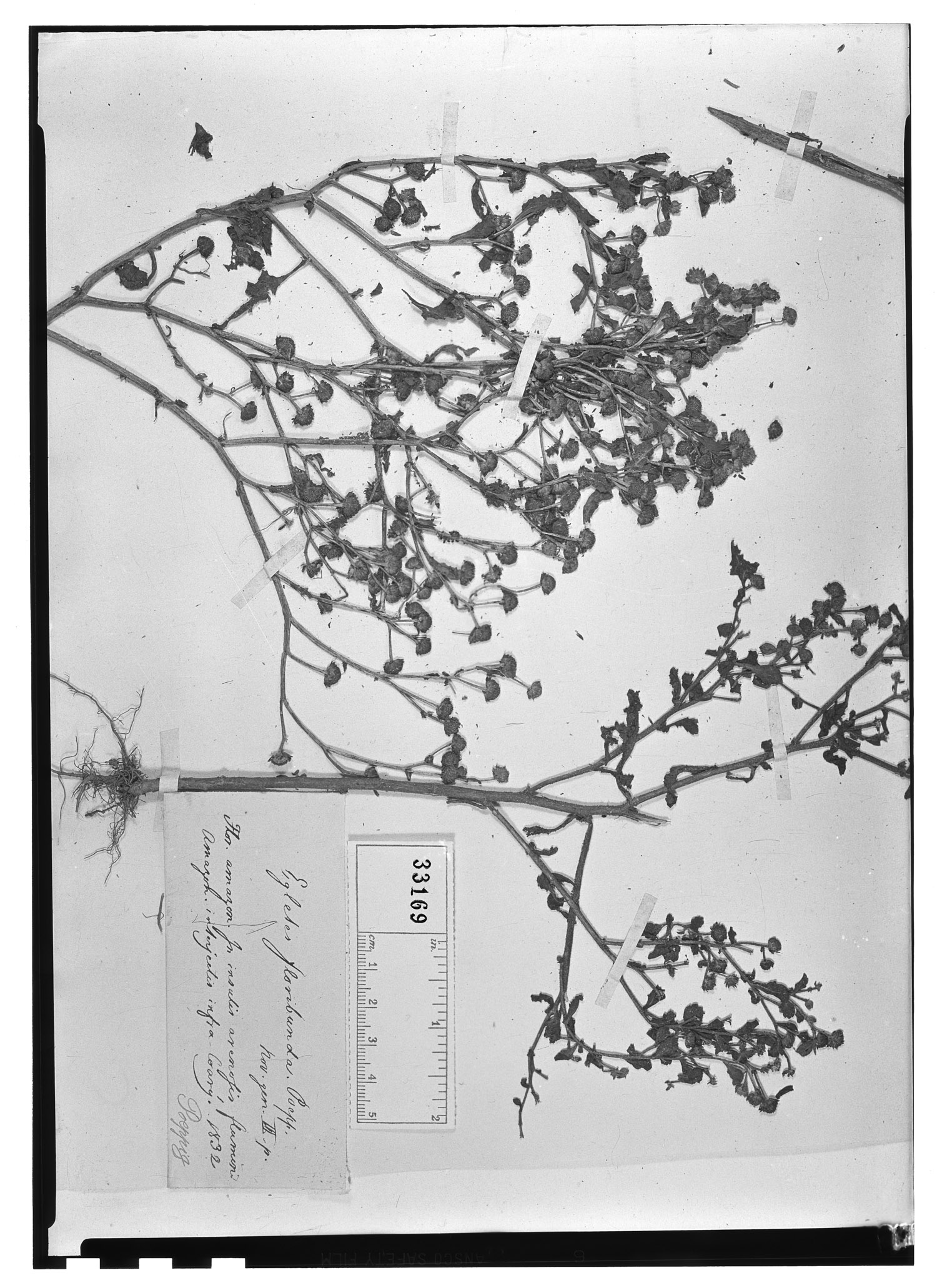 Egletes floribunda image
