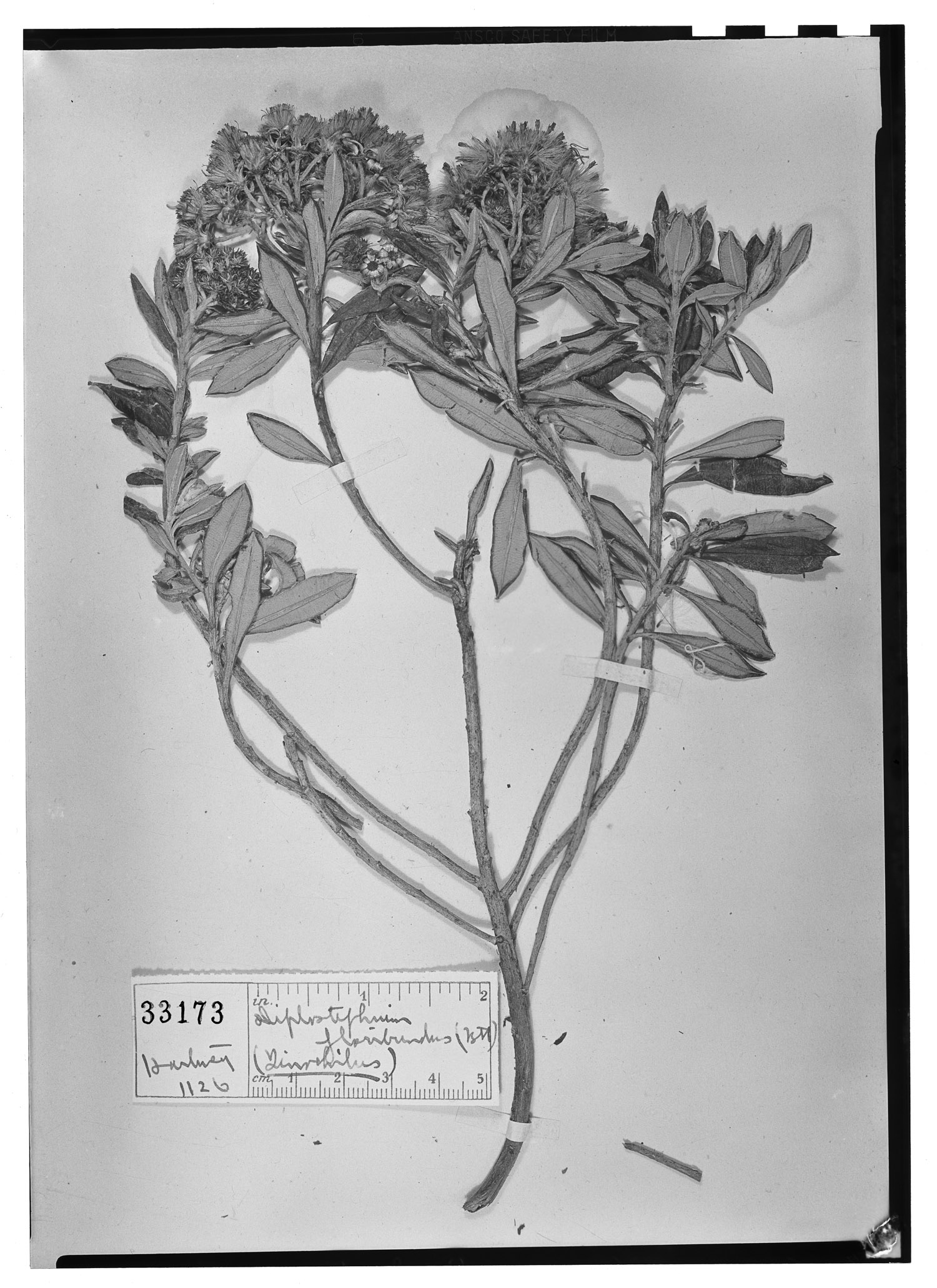Diplostephium floribundum subsp. floribundum image