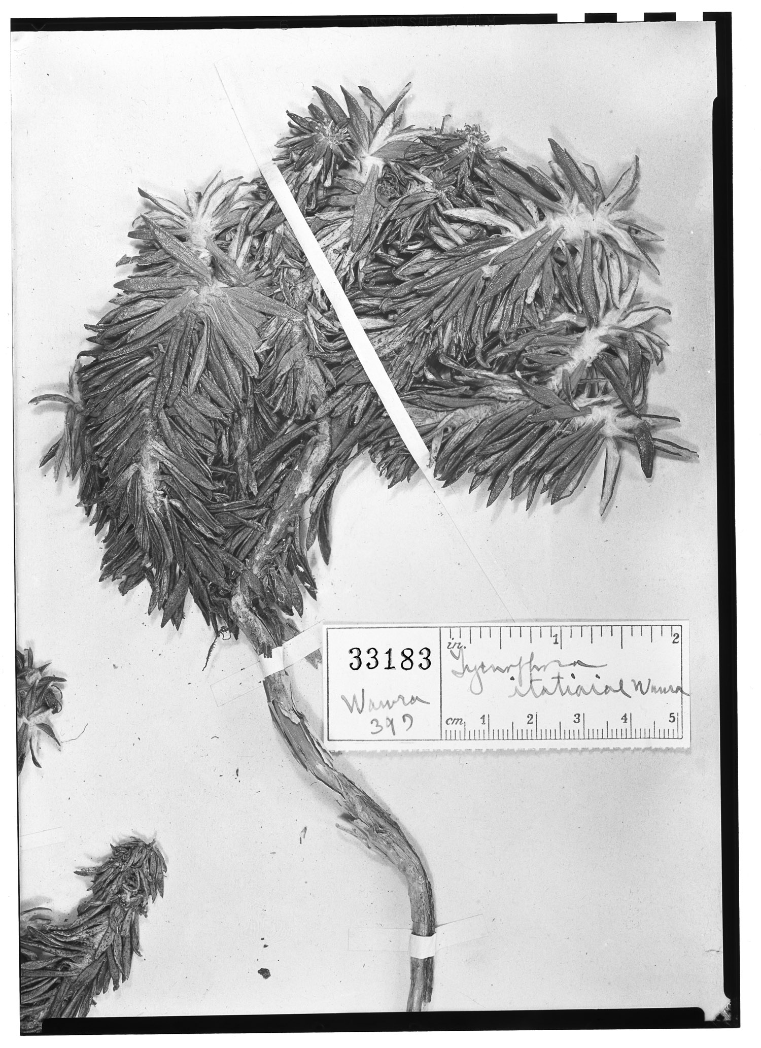Lychnophora itatiaiae image
