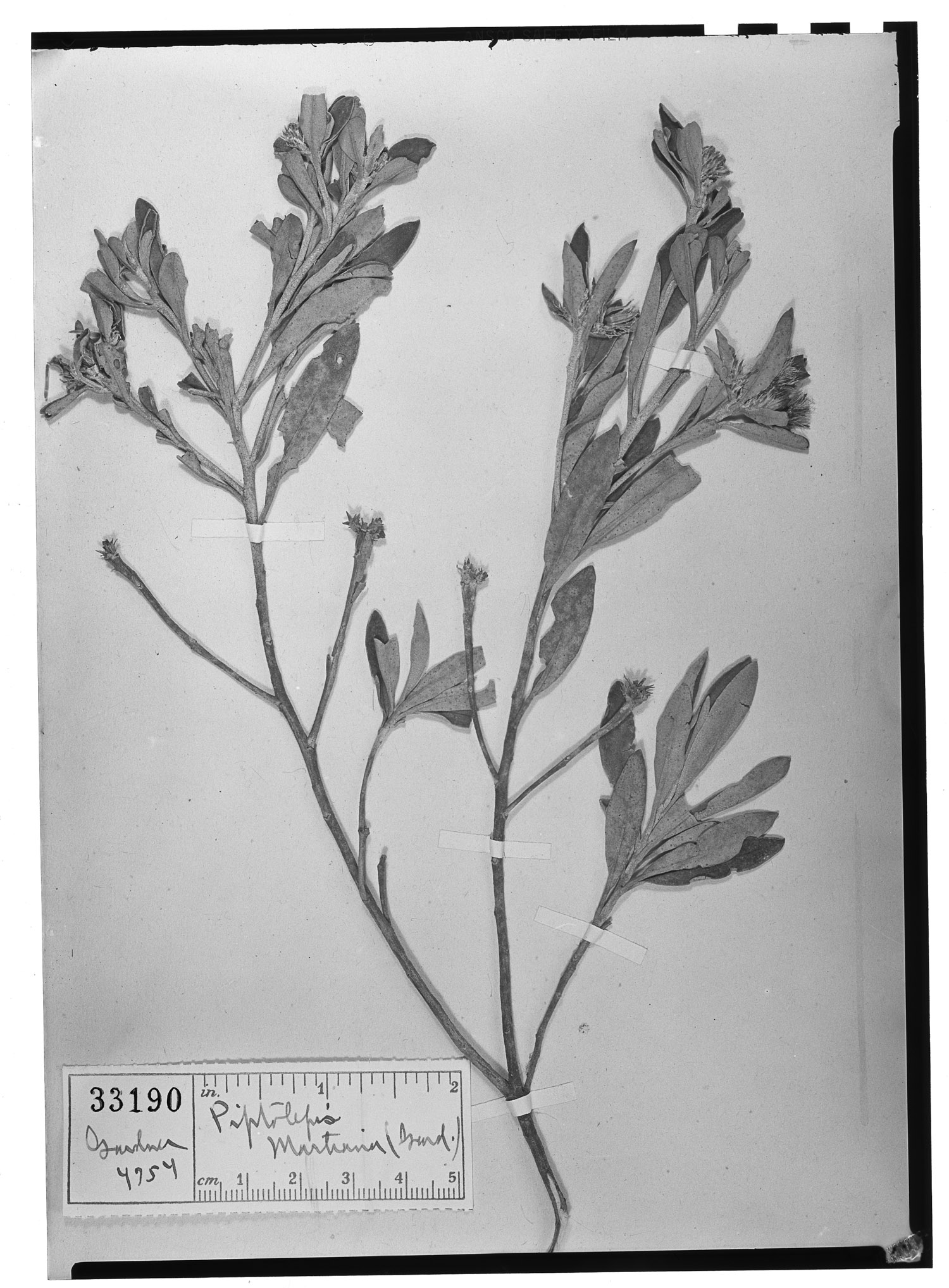 Piptolepis martiana image