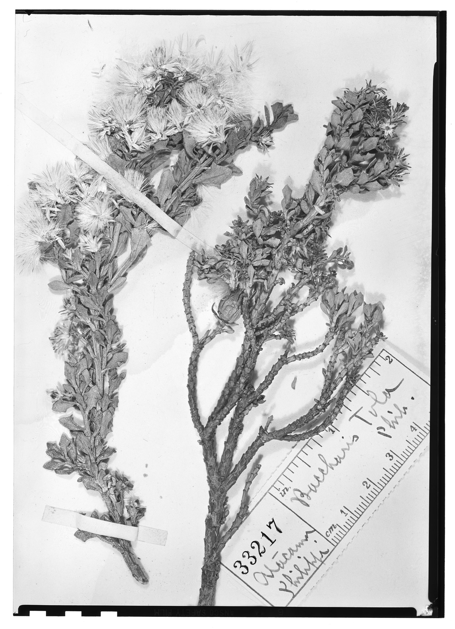 Baccharis tola image