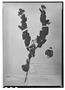 Trichogoniopsis podocarpa image