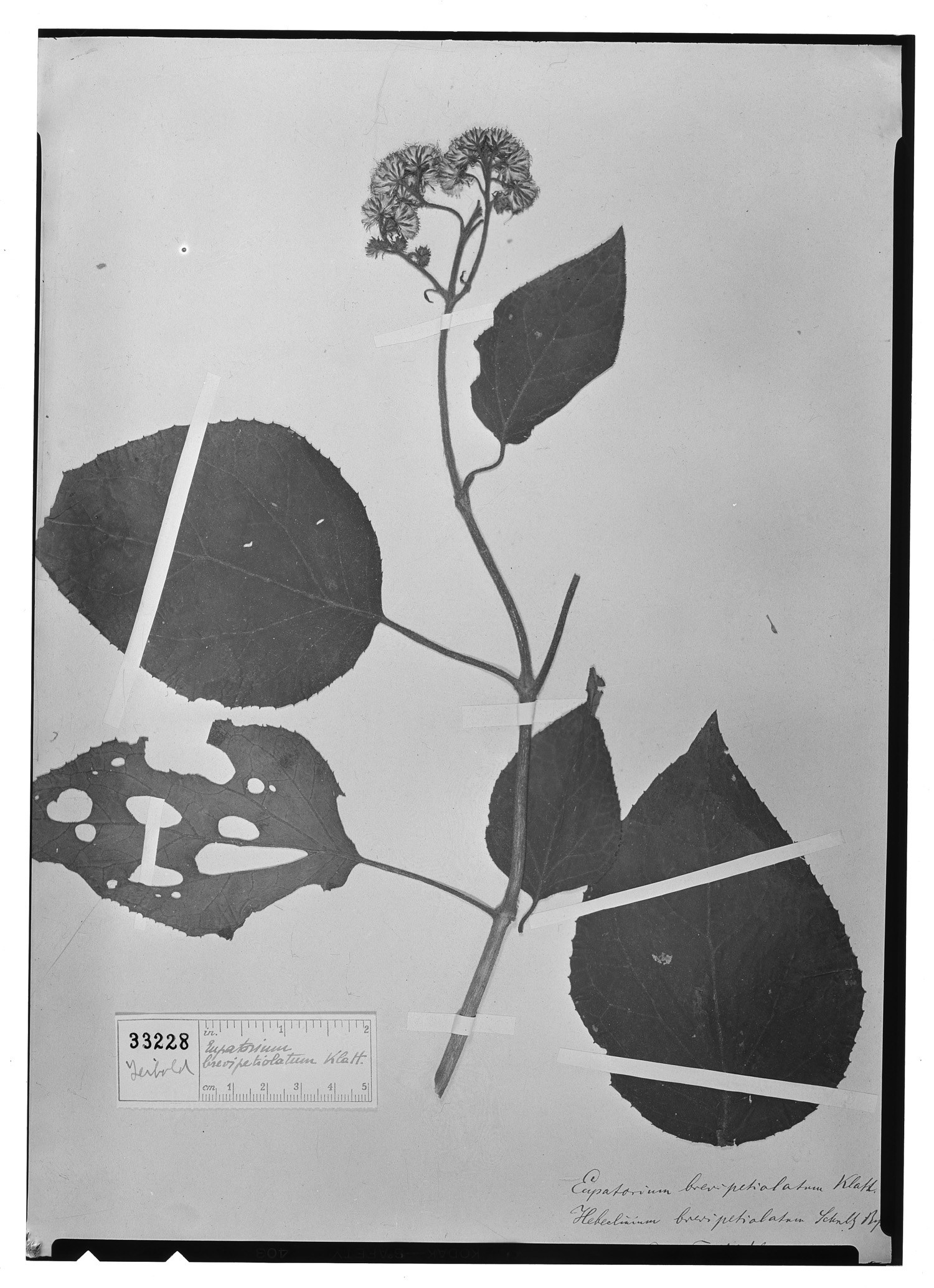Eupatorium brevipetiolatum image