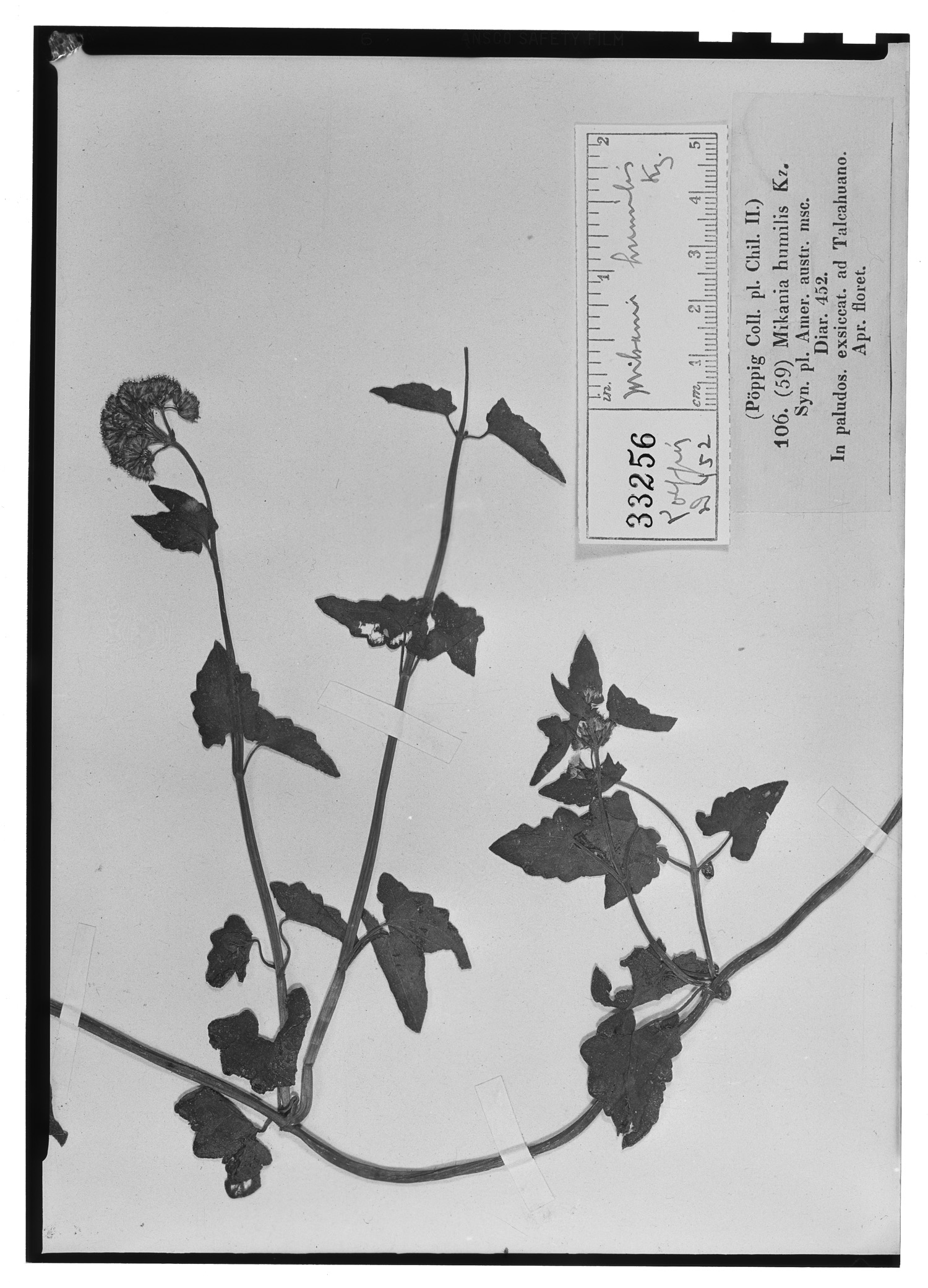 Mikania urticifolia image