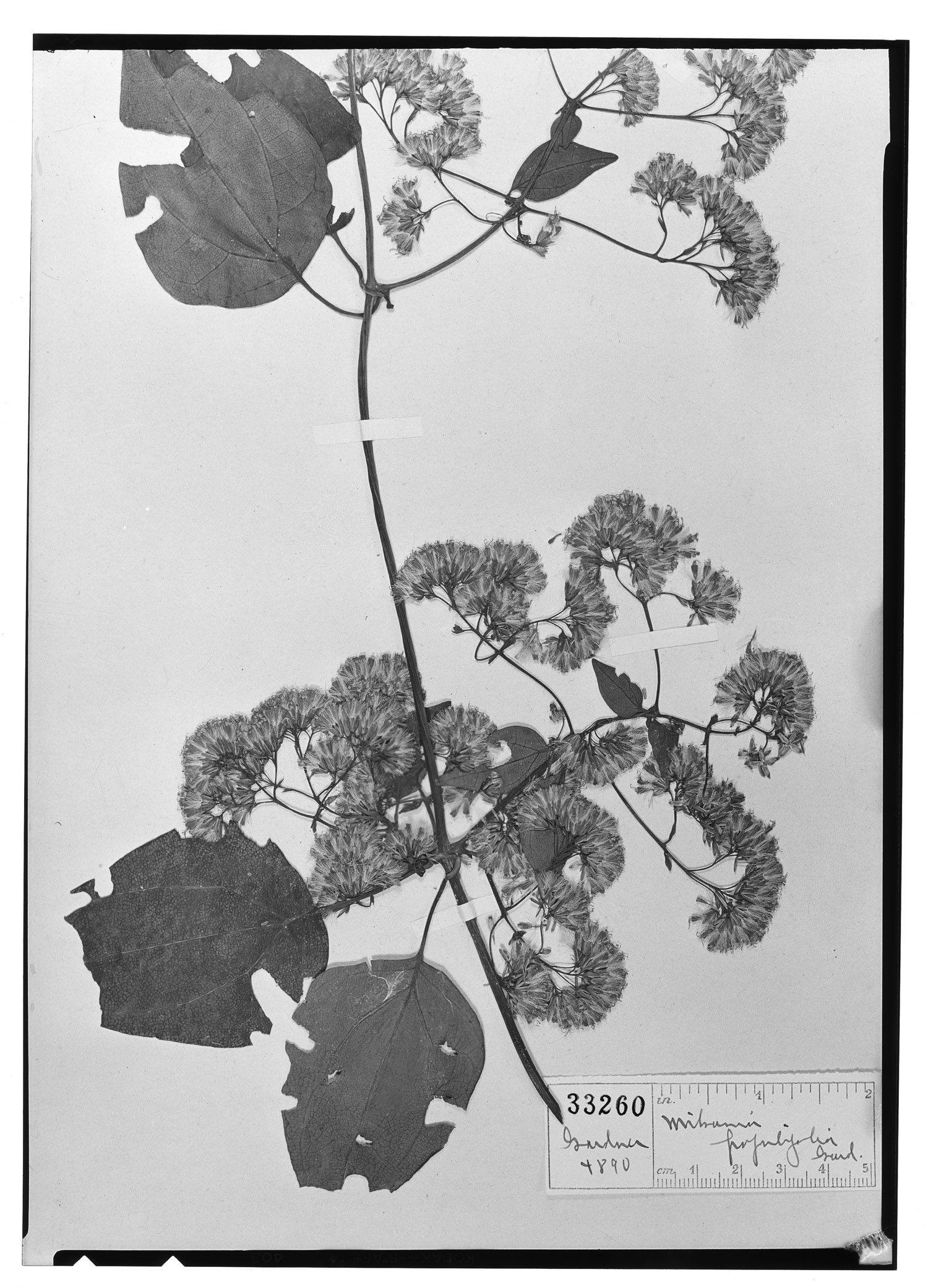 Mikania populifolia image