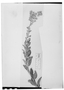 Acilepidopsis echitifolia image