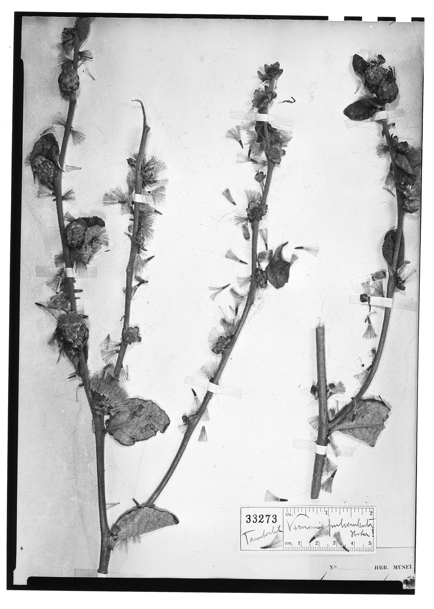 Lessingianthus pulverulentus image