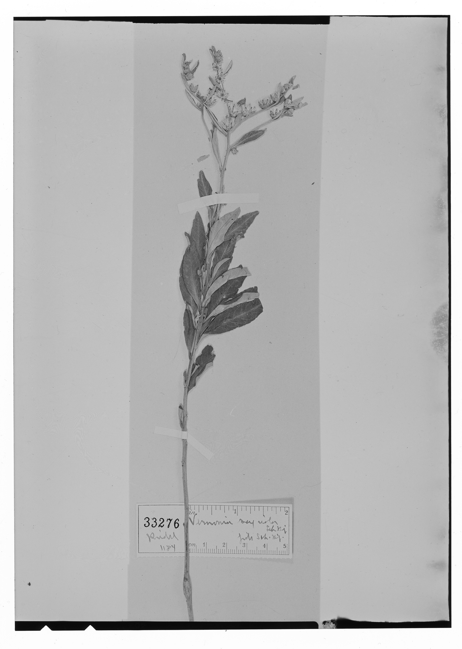 Lepidaploa rufogrisea image